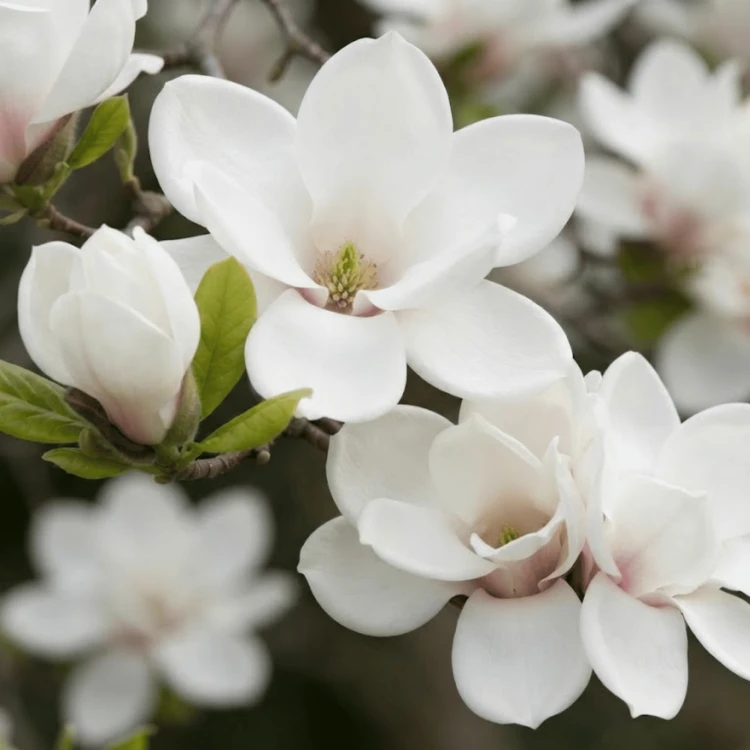 Magnolia Soulange'a Alba Superba