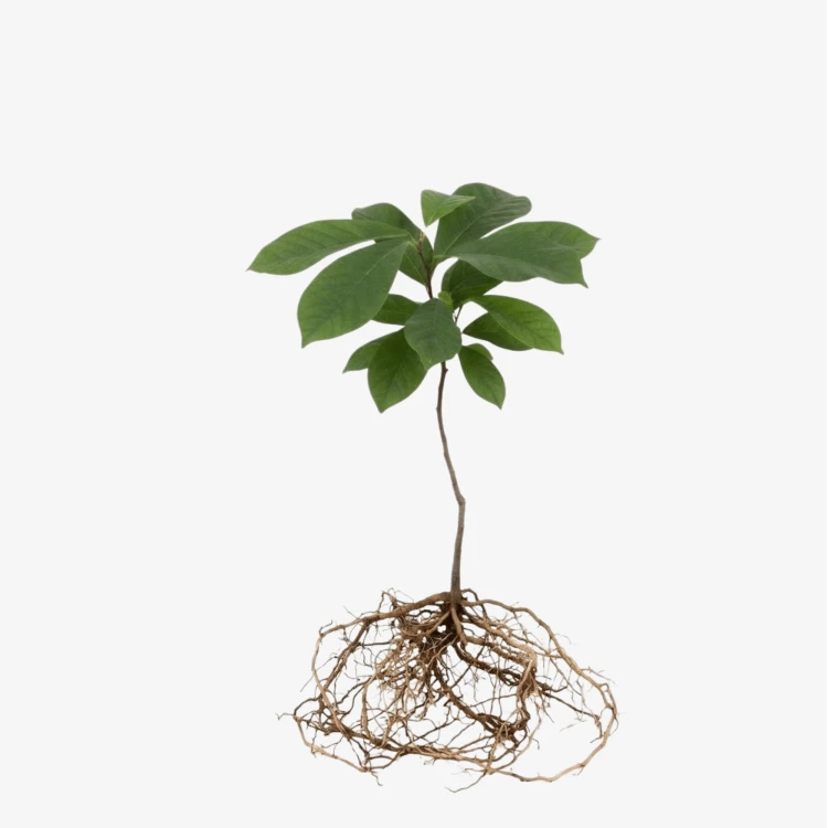 Magnolia Soulange'a Alba Superba