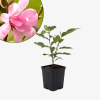 Magnolia gwiaździsta