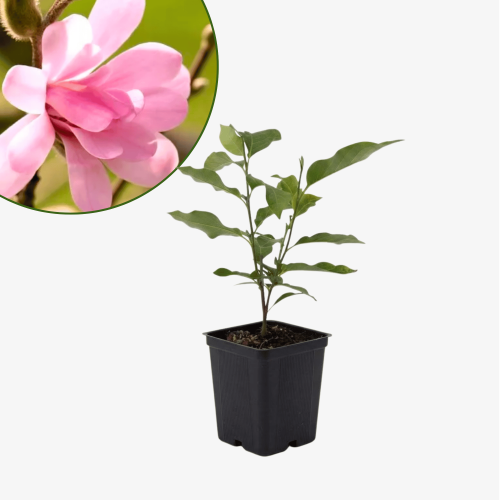 Magnolia gwiaździsta