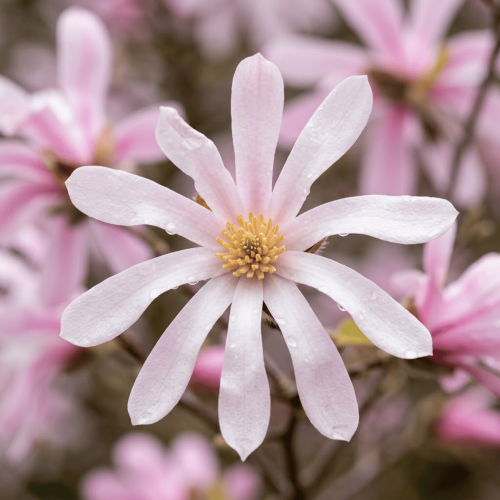 Magnolia gwiaździsta