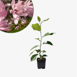 Magnolia gwiaździsta Rosea
