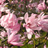 Magnolia gwiaździsta Rosea
