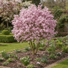Magnolia gwiaździsta Rosea
