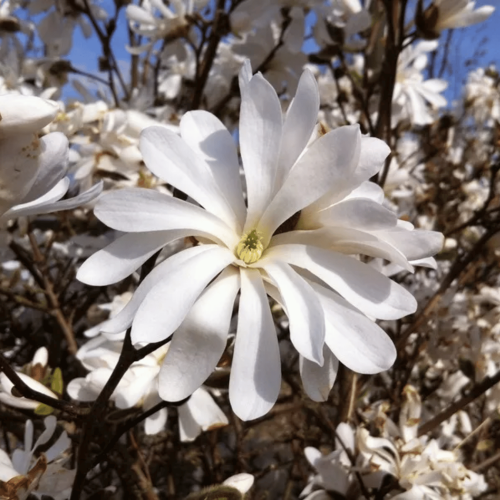 Magnolia gwiaździsta Royal Star