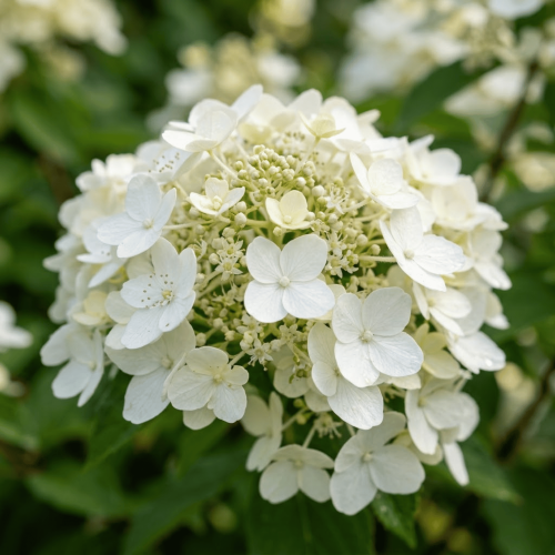 Hortensja bukietowa Kyushu