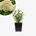 Hortensja bukietowa Phantom