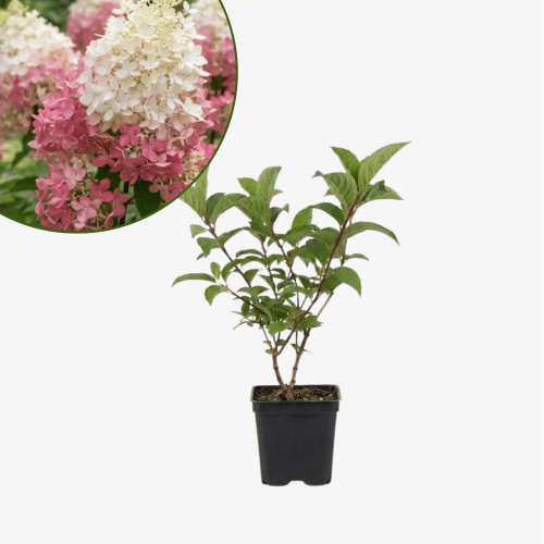 Hortensja bukietowa Pink Lady