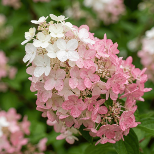 Hortensja bukietowa Pink Lady