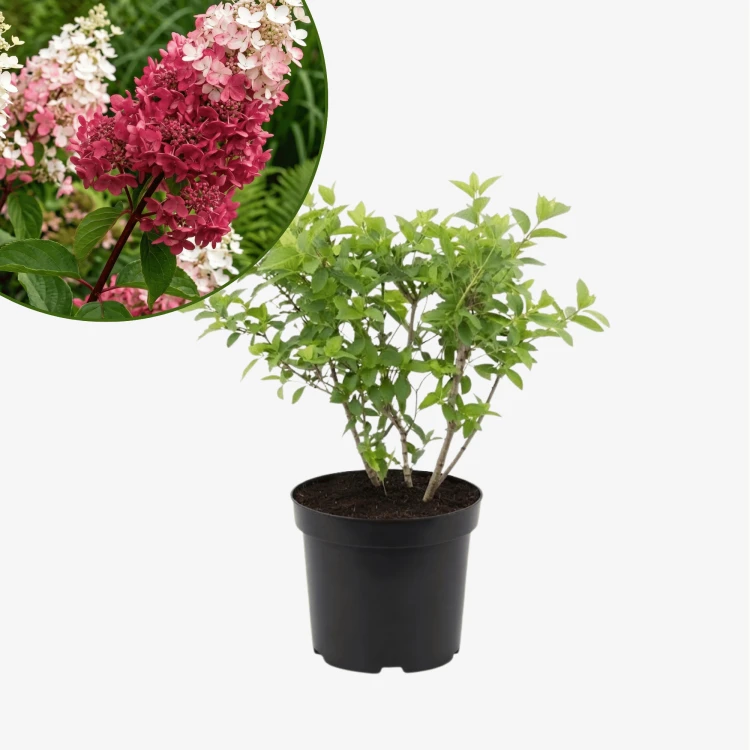 Hortensja bukietowa Pinky Winky