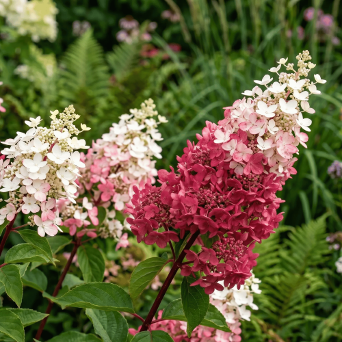 Hortensja bukietowa Pinky Winky