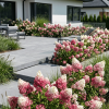 Hortensja bukietowa Pinky Winky