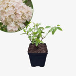 Hortensja bukietowa Unique