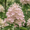 Hortensja bukietowa Unique