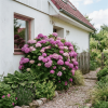 Hortensja ogrodowa Bouquet Rose