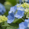 Hortensja ogrodowa Nikko Blue