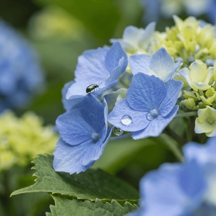 Hortensja ogrodowa Nikko Blue