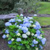 Hortensja ogrodowa Nikko Blue