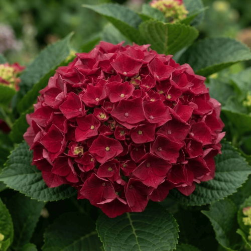 Hortensja ogrodowa Red Baron