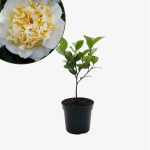 Kamelia Williamsa Jury's Yellow