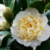 Kamelia Williamsa Jury's Yellow