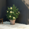 Kamelia Williamsa Jury's Yellow