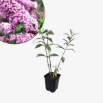 Budleja Dawida Pink Delight