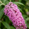 Budleja Dawida Pink Delight