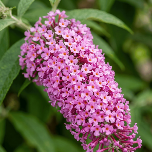 Budleja Dawida Pink Delight