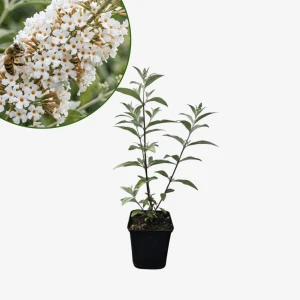 Budleja Dawida White Profusion