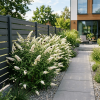 Budleja Dawida White Profusion