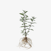 Budleja Dawida White Profusion