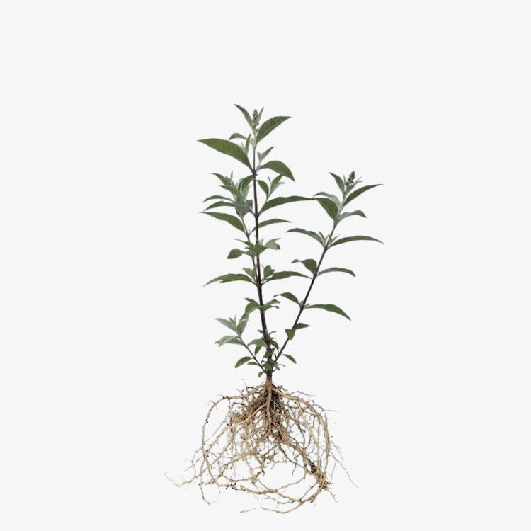 Budleja Dawida White Profusion