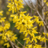 Forsycja pośrednia Goldzauber