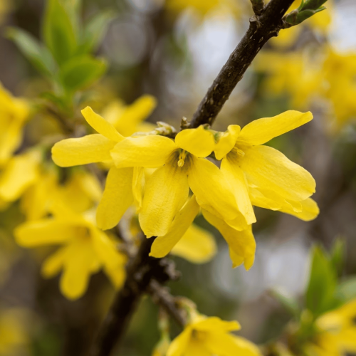 Forsycja pośrednia Lynwood