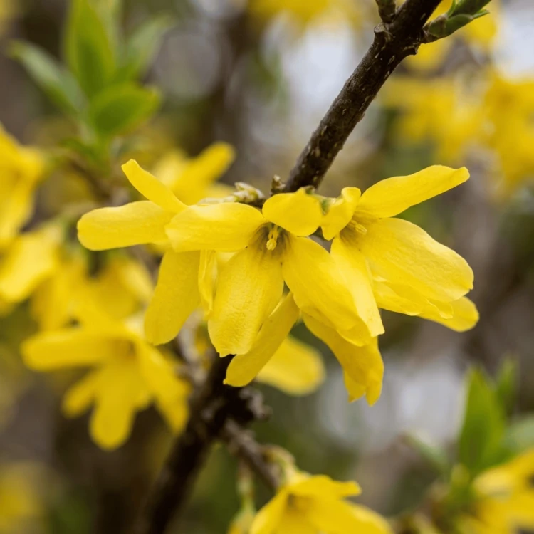 Forsycja pośrednia Lynwood