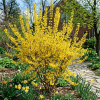 Forsycja pośrednia Lynwood