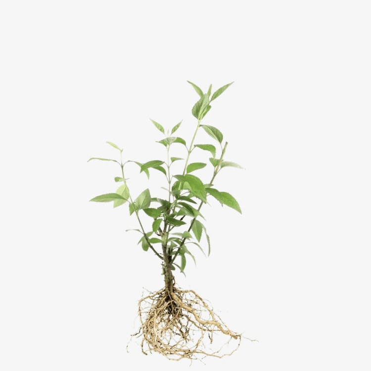 Forsycja pośrednia Lynwood