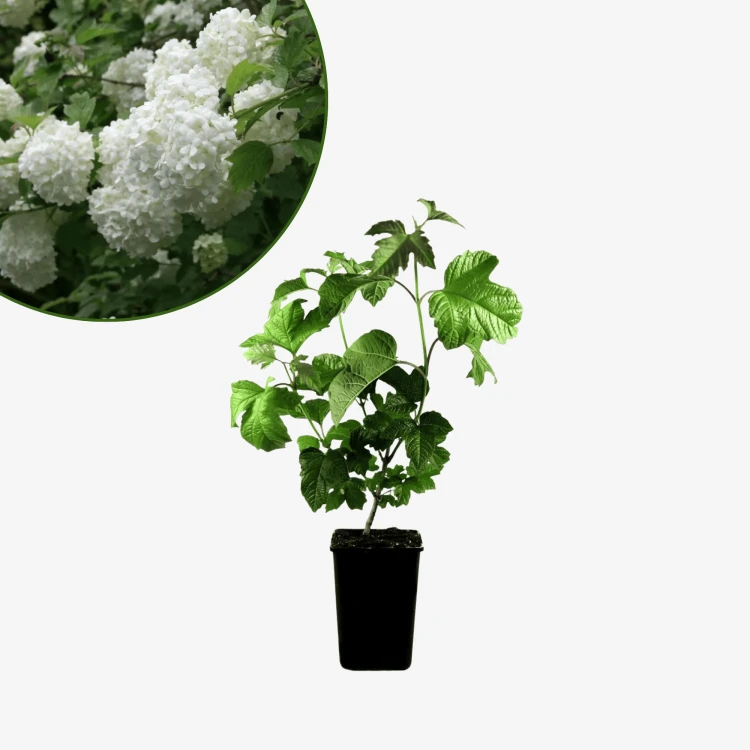 Kalina koralowa Roseum