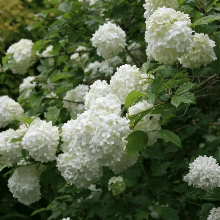 Kalina koralowa Roseum