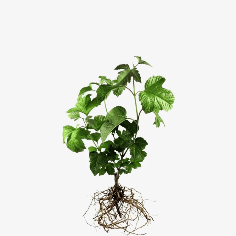 Kalina koralowa Roseum