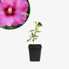 Ketmia syryjska Hibiskus różowy