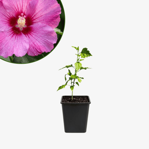 Ketmia syryjska Hibiskus różowy