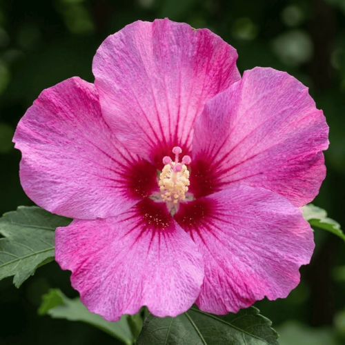 Ketmia syryjska Hibiskus różowy