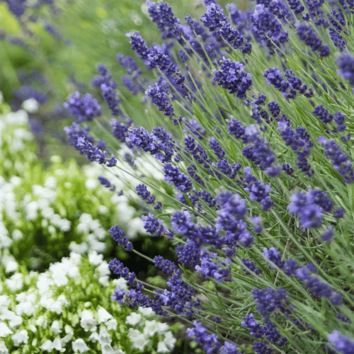 Lawenda wąskolistna Hidcote Blue