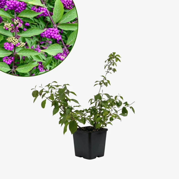 Pięknotka Profusion