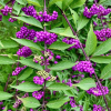 Pięknotka Profusion