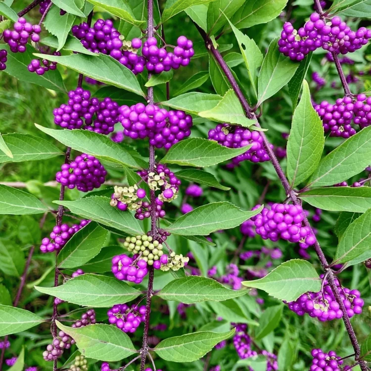 Pięknotka Profusion
