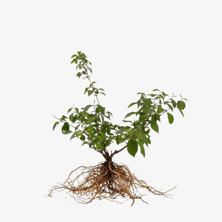 Pięknotka Profusion