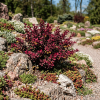 Berberys Thunberga Atropurpurea